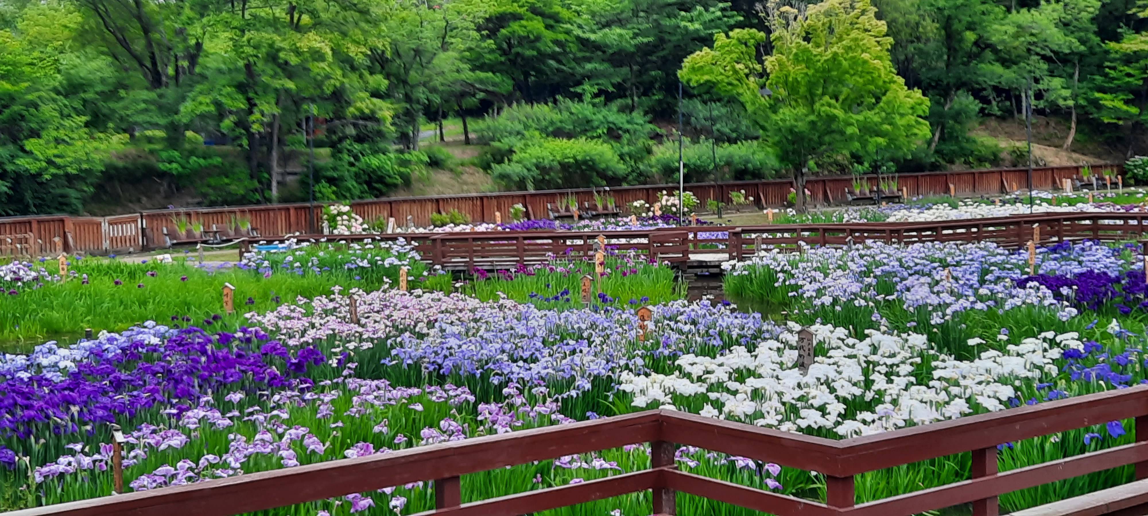 🌳 야마다이케 공원(야마다이케코엔) 이미지 9